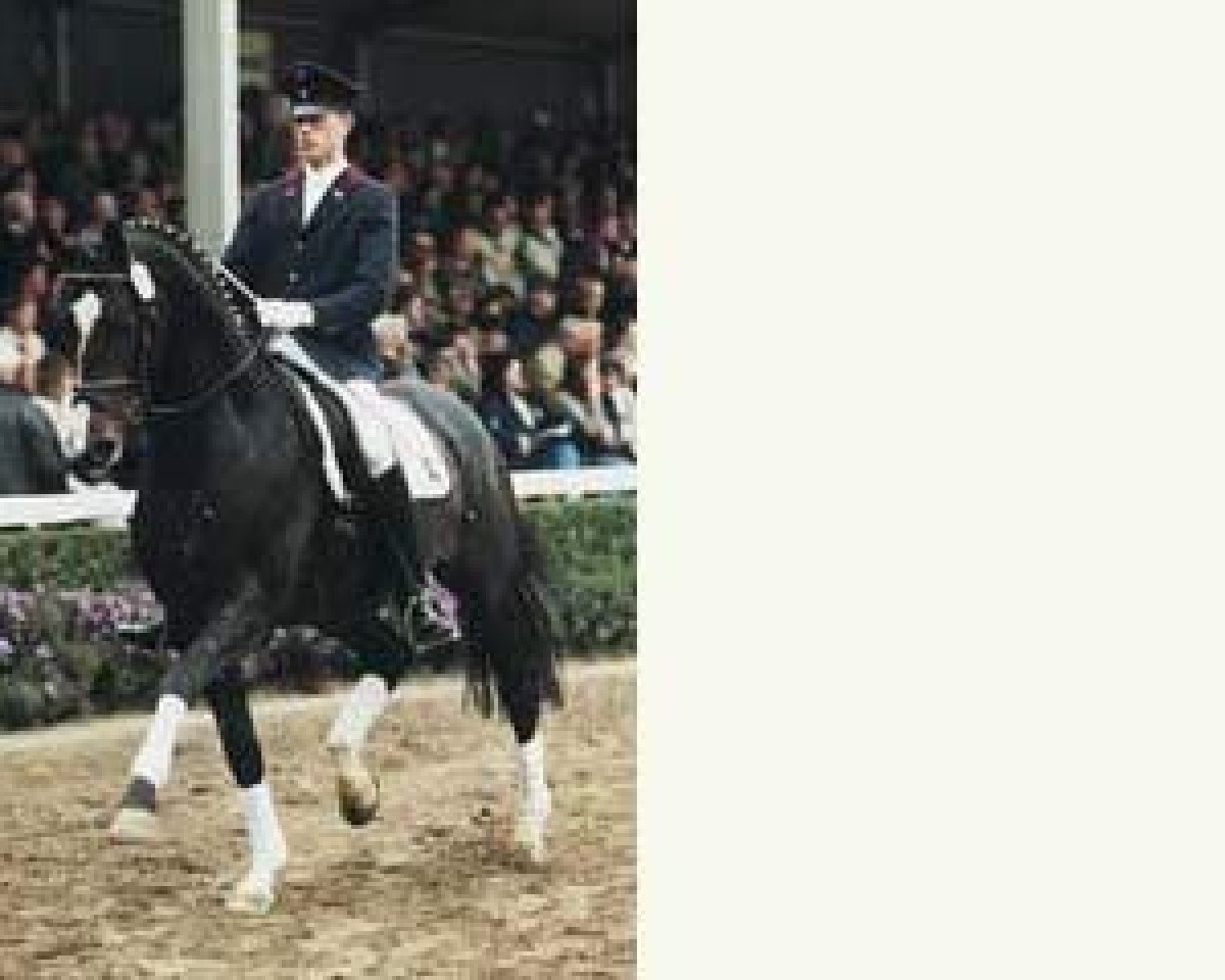 stallion Rheingau (Rhinelander, 1995, from Rheinblick)