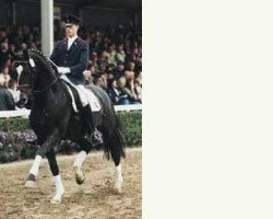 stallion Rheingau (Rhinelander, 1995, from Rheinblick)
