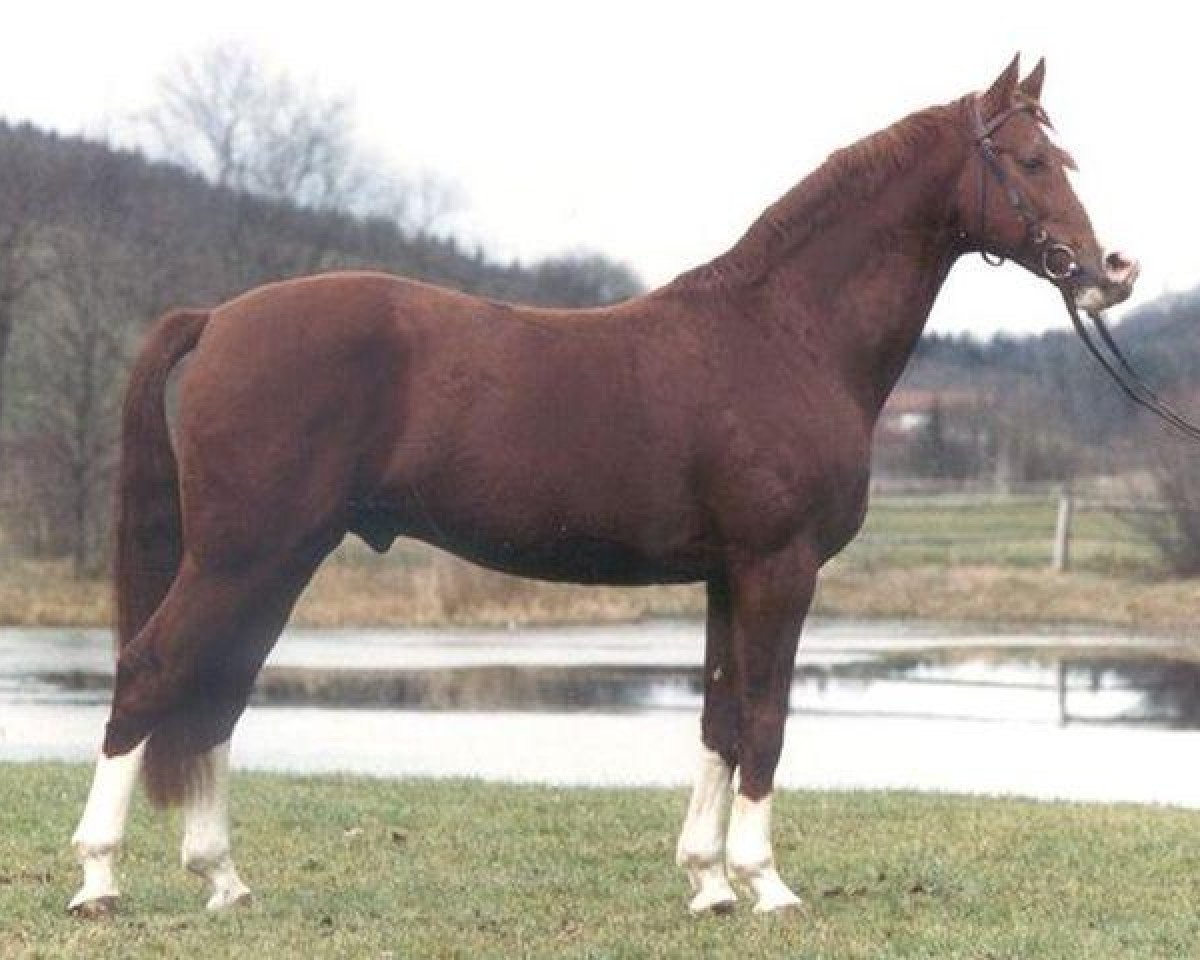 Deckhengst Fredericus-an (Bayer, 1981, von Furioso II)