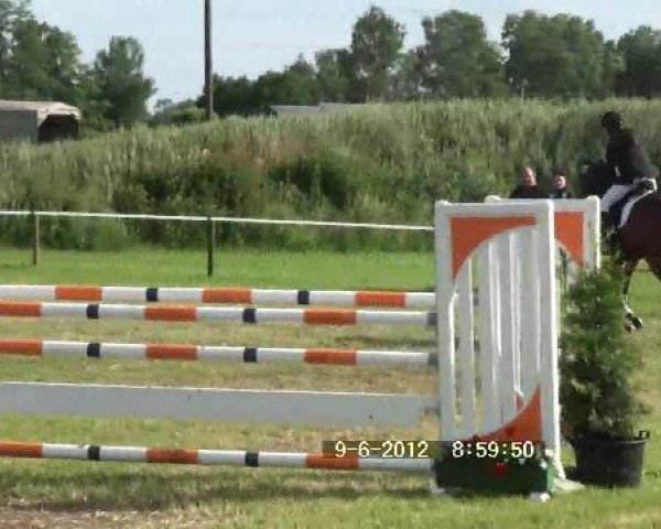 dressage horse Vicomte xx 8 (Thoroughbred, 2001, from Lagunas xx)