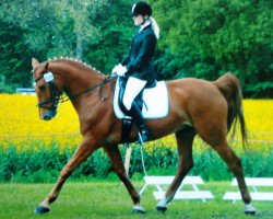 dressage horse Caruso (Saxony-Anhaltiner Draughthorse, 2005, from Cadiz)