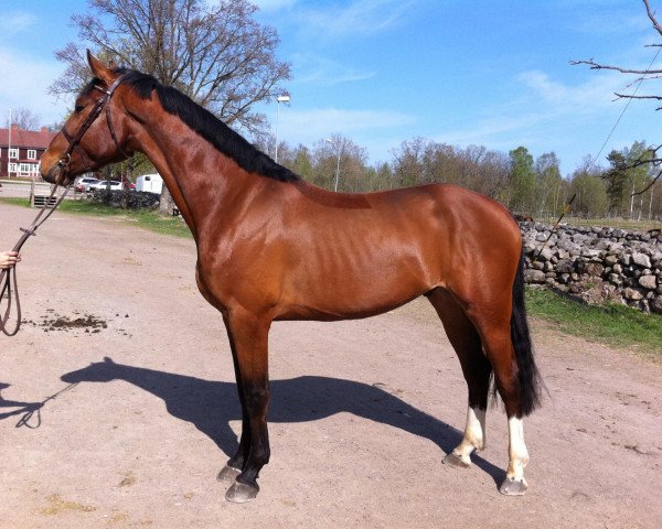 horse Cheerful G (Swedish Warmblood, 2008, from Careful 28)