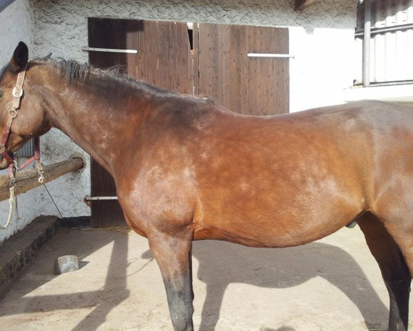 Pferd Lederstrumpf K (Hessisches Warmblut, 1995, von Lehndorff's)