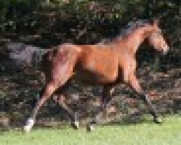 horse Lena M (Rhinelander, 2009, from Lanciano)