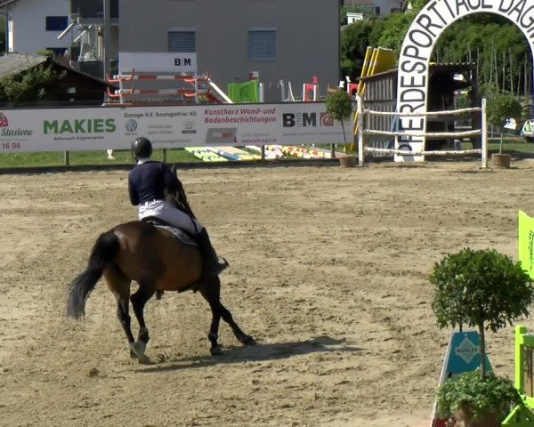 Reitturnier Dagmersellen 2022