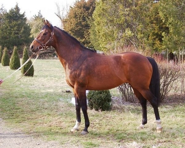 stallion Entrepreneur xx (Thoroughbred, 1994, from Sadler's Wells xx)