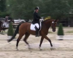dressage horse Falcon S (Westphalian, 2006, from Florestan I)