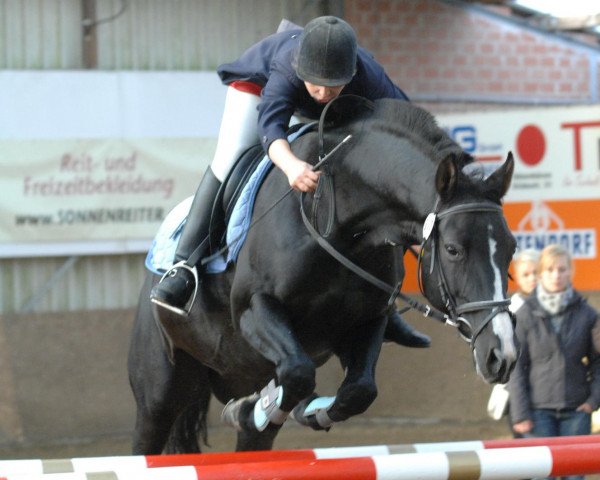 jumper Simply Smart (Westphalian, 1999, from Sir Schölling)
