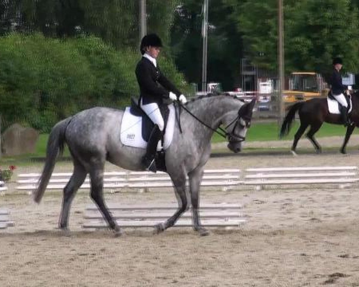 Yegua de cría Hydalra (Trakehner, 2004, de Key West)