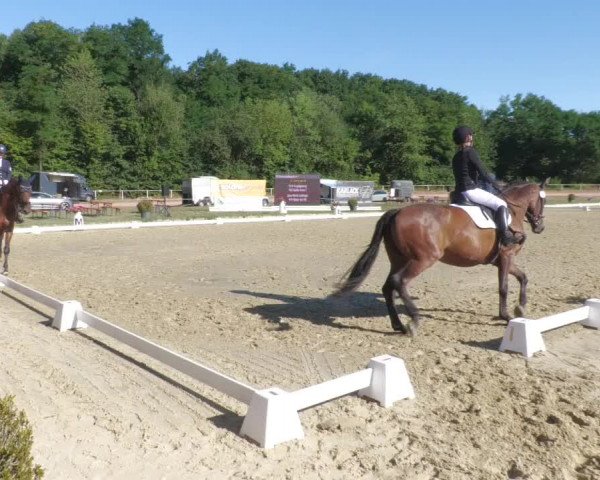 Reitturnier Heiligenwald 2022