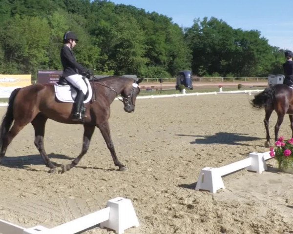 Reitturnier Heiligenwald 2022