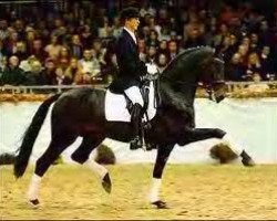 stallion Rubin Royal OLD (Oldenburg, 1996, from Rohdiamant)
