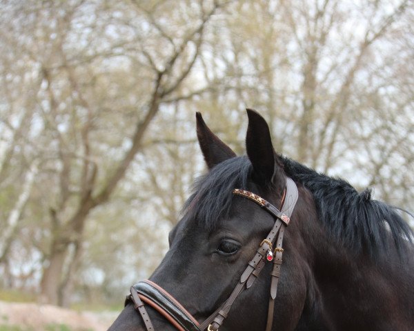 dressage horse Lovely Tessa (Holsteiner, 2018, from Comme Prevu)