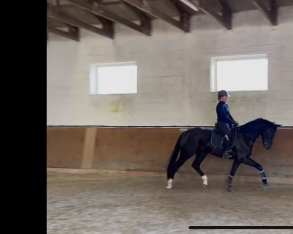 Pferd Don Henry JH (Oldenburger, 2019, von Don K)