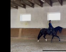 Pferd Don Henry JH (Oldenburger, 2019, von Don K)