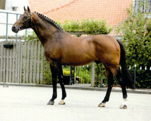 stallion Landlord (Holsteiner, 1983, from Landgraf I)