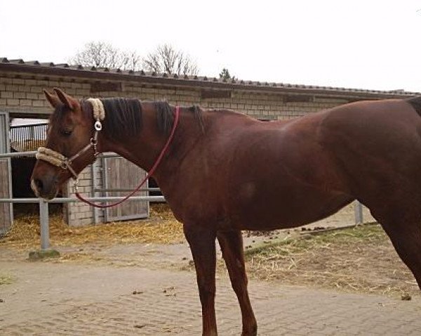 jumper Alice (Westphalian, 2001, from Almox Prints J)