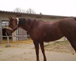 Springpferd Alice (Westfale, 2001, von Almox Prints J)