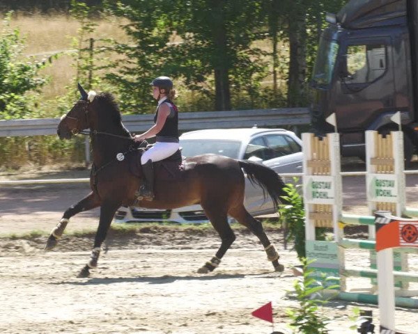 Reitturnier Heiligenwald 2022