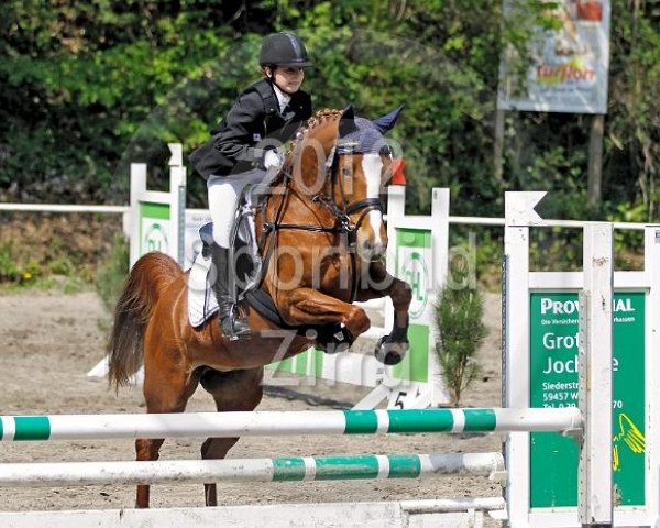 broodmare Golden April (German Riding Pony, 2000, from Golden Game Boy)