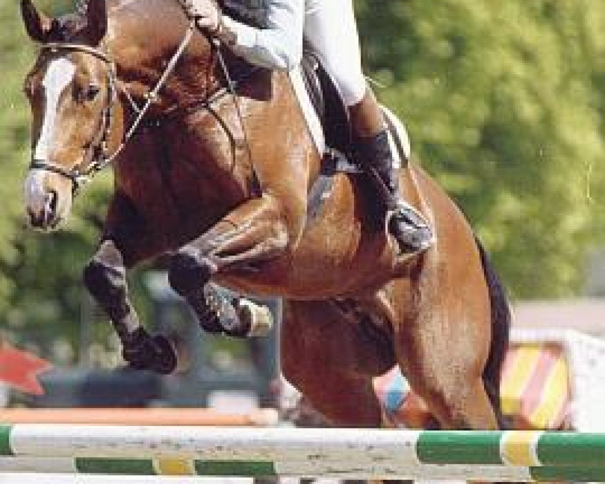 Wallach von Anrit: Cheval, Pedigree