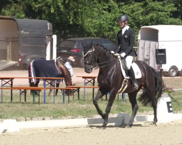 Reitturnier Heiligenwald 2022