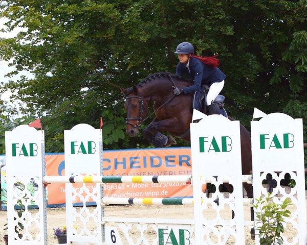 jumper Charlee 4 (Westphalian, 2015, from Ciacolini)