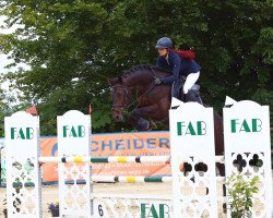 Springpferd Charlee 4 (Westfale, 2015, von Ciacolini)