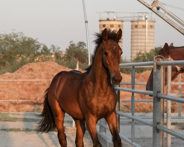 horse Million Reginal Reasons (German Riding Pony,  , from Million Reasons)