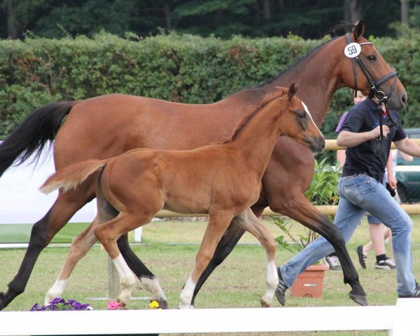 horse Hengst von Comme il faut (Westphalian, 2012, from Comme il Faut)