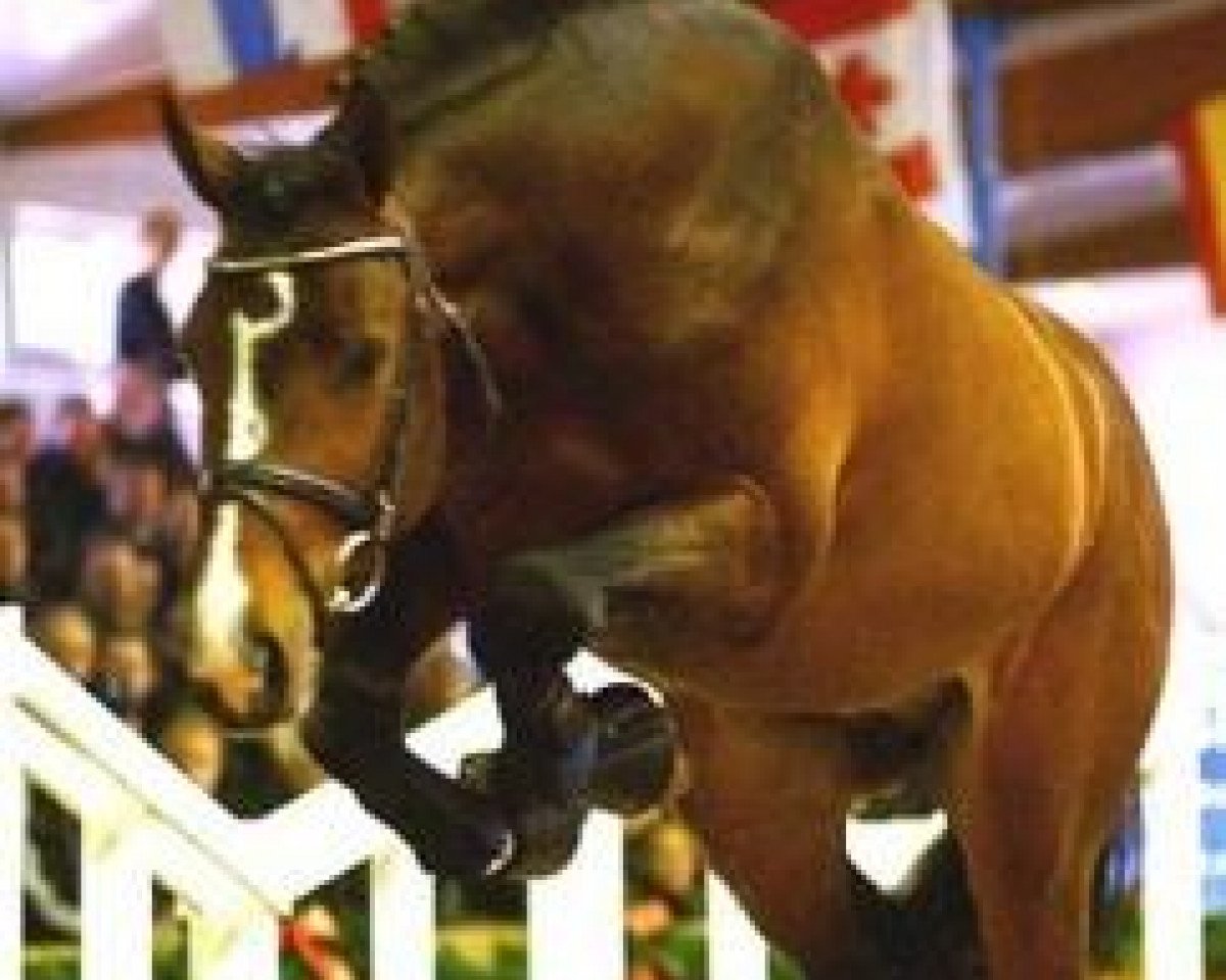 Deckhengst Chequille 2 (Zangersheide Reitpferd, 1999, von Caretano Z)