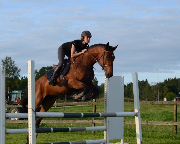 broodmare Joyful G (Swedish Warmblood, 2007, from Careful 28)