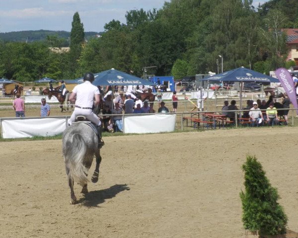 Reitturnier Heiligenwald 2022