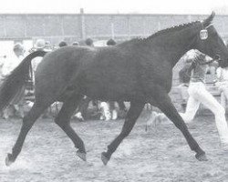 Zuchtstute Glocke (Hannoveraner, 1964, von Gong)
