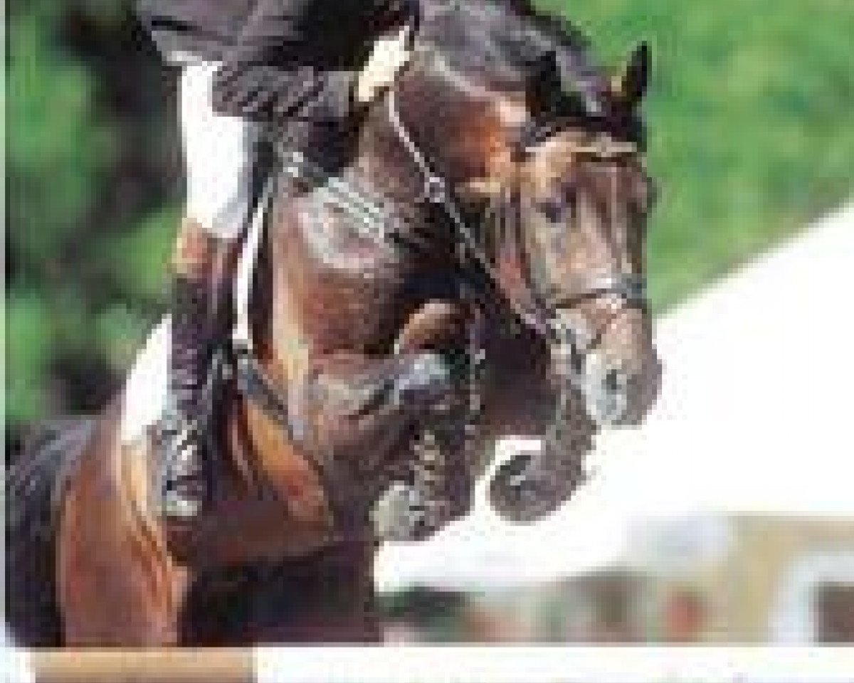 stallion Carry (Holsteiner, 1995, from Coronado I)
