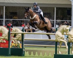 jumper Hummer -N (KWPN (Royal Dutch Sporthorse), 2012, from Quasimodo Z)
