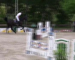 jumper Empaer Pkz (Holsteiner, 2006, from Ephebe For Ever)
