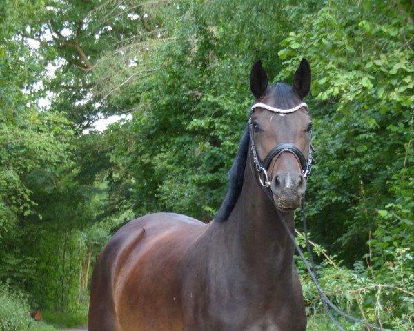 horse Amie de la Vie (Westphalian, 2019, from Acordelli)