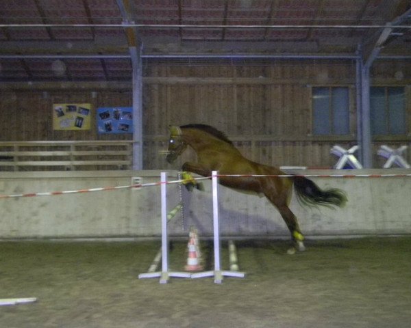 Pferd Samorano (Bayer, 2006, von Samarant)