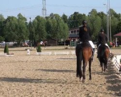 dressage horse Rock on top (Westphalian, 2008, from Rockwell)