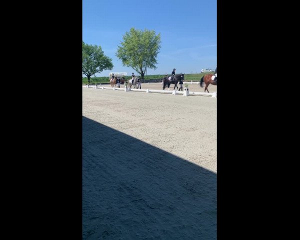Video von Abella