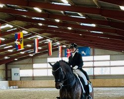 dressage horse Bon d'esprit (Hanoverian, 2009, from Benetton Dream FRH 1301)
