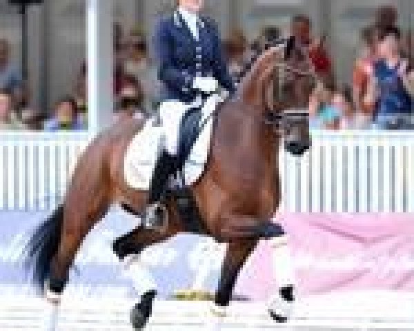 Dressurpferd Borencio (KWPN (Niederländisches Warmblut), 2006, von Florencio I)