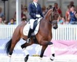 dressage horse Borencio (KWPN (Royal Dutch Sporthorse), 2006, from Florencio I)