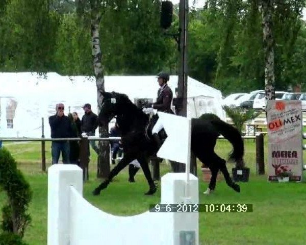 jumper Rabea M (Hanoverian, 1996, from Rabino)