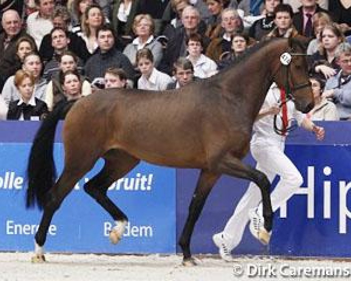 stallion Cachet L (KWPN (Royal Dutch Sporthorse), 2007, from Jazz)