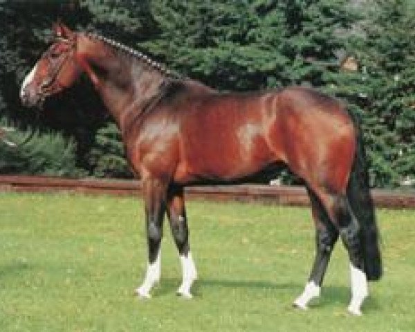 stallion Magnum (Hanoverian, 1982, from Matrose)
