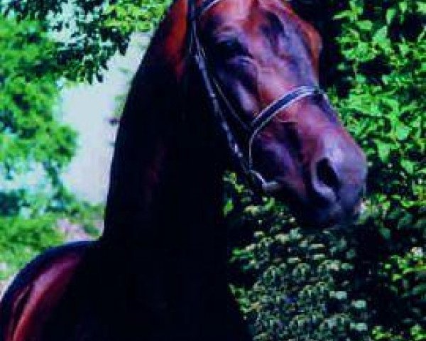 Deckhengst Lord Kemm (Oldenburger, 1987, von Landadel) Deckhengst Lord Kemm (Oldenburger, 1987, von Landadel)