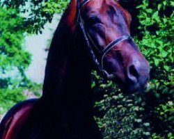 stallion Lord Kemm (Oldenburg, 1987, from Landadel)