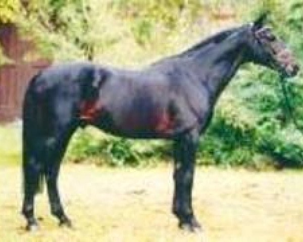 stallion Lenys Lemon (Hanoverian, 1991, from Lemon xx)